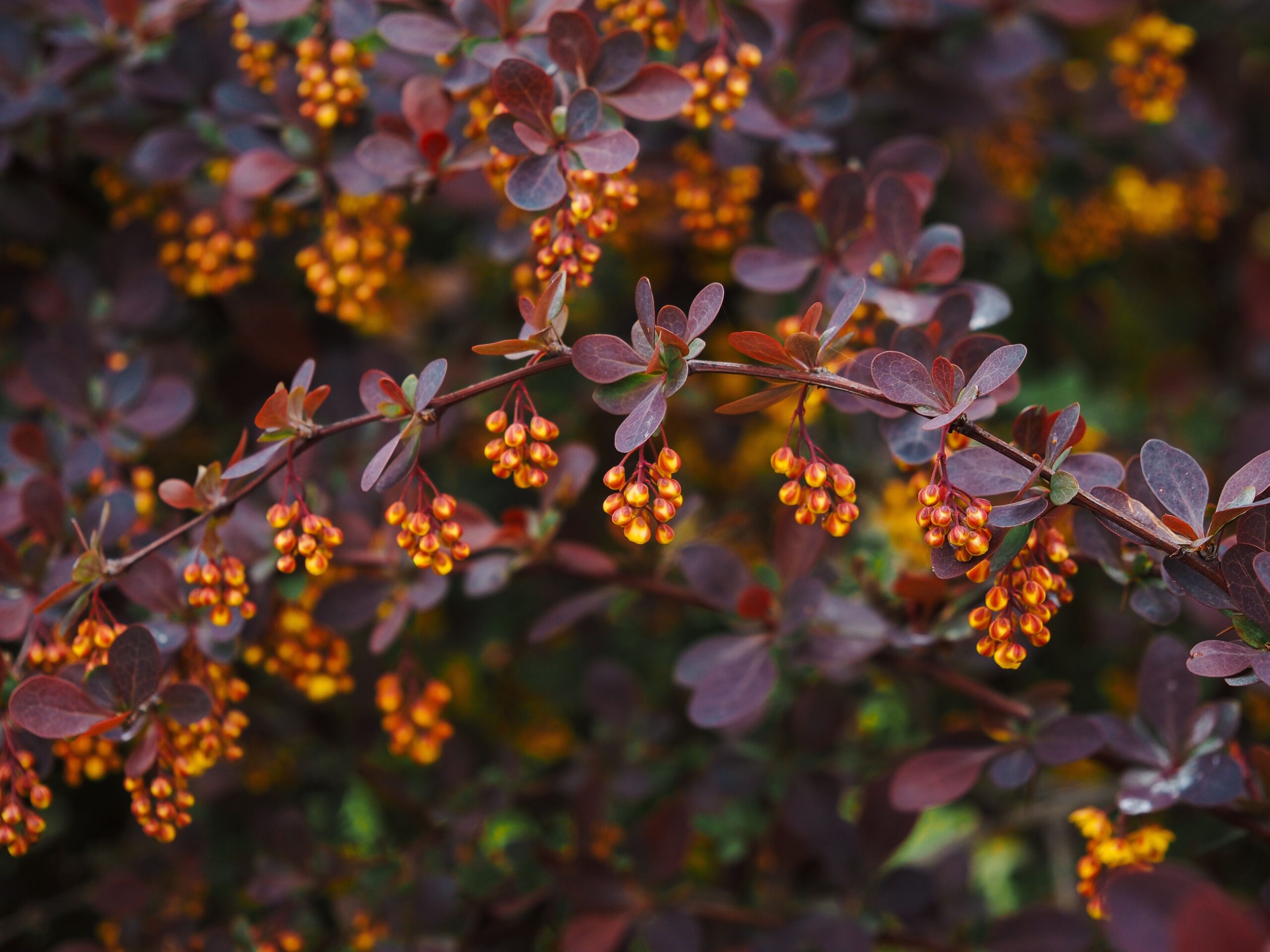 Berberine with Ceylon Cinnamon: Benefits and Best Products for Adults Over 55 barberry plant natural source of berberine for blood sugar support